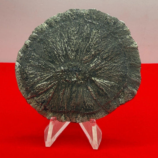 Sparkling Pyrite Sun, Pyrite Dollar, Pyrite, Rock Collection, Sparta Illinois, Radiant Sun, Abundance, Creativity, Energy Work, 75.90 Grams