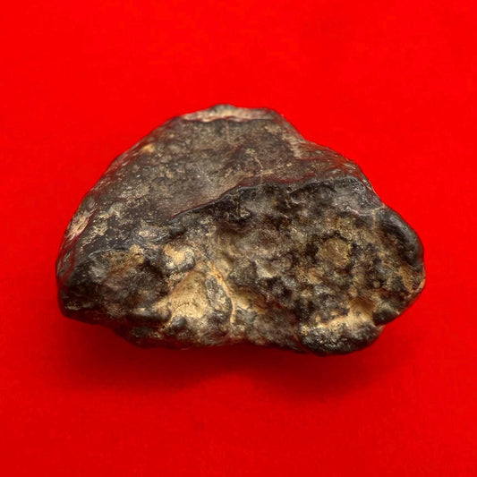 Meteorite NWA 869 Chondrite Stony Meteorite, 5.46 grams, Authentic Meteorite, Authentic Meteorite, COA, Astronomy Gift, Space Gift
