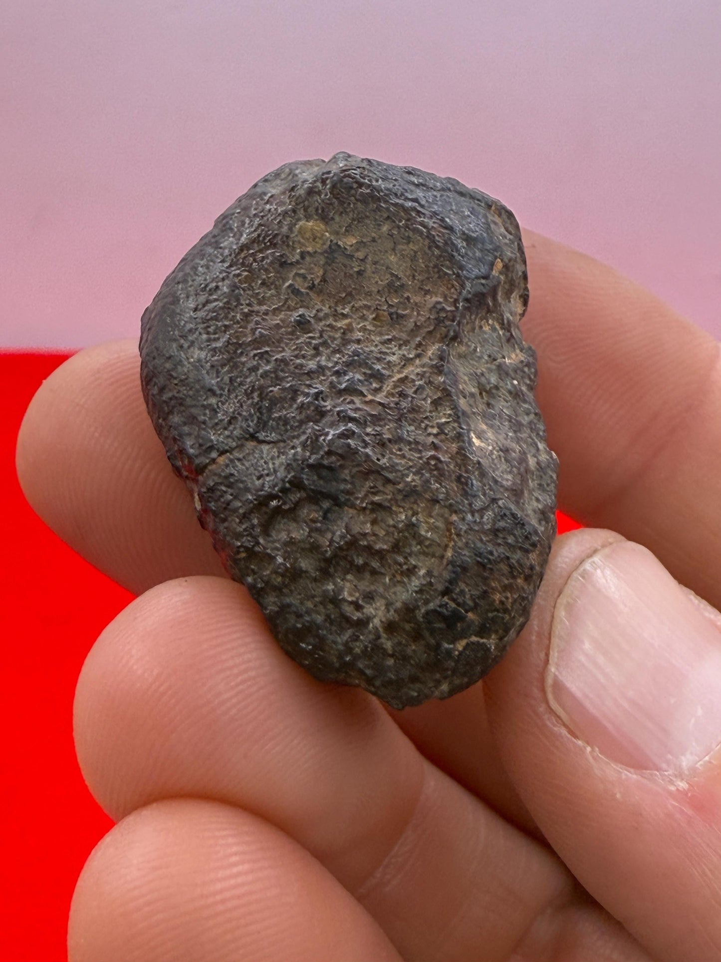 Meteorite NWA 869 Chondrite Stony Meteorite, 30.80 grams, Authentic Meteorite, Authentic Meteorite, COA, Astronomy Gift, Space Gift