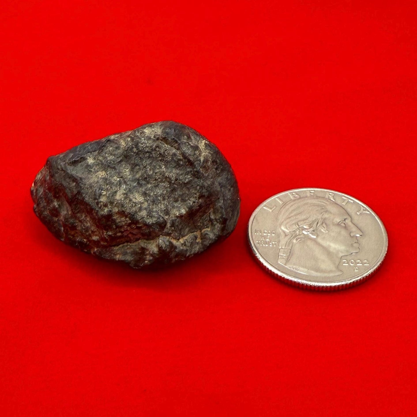 Meteorite NWA 869 Chondrite Stony Meteorite, 30.80 grams, Authentic Meteorite, Authentic Meteorite, COA, Astronomy Gift, Space Gift