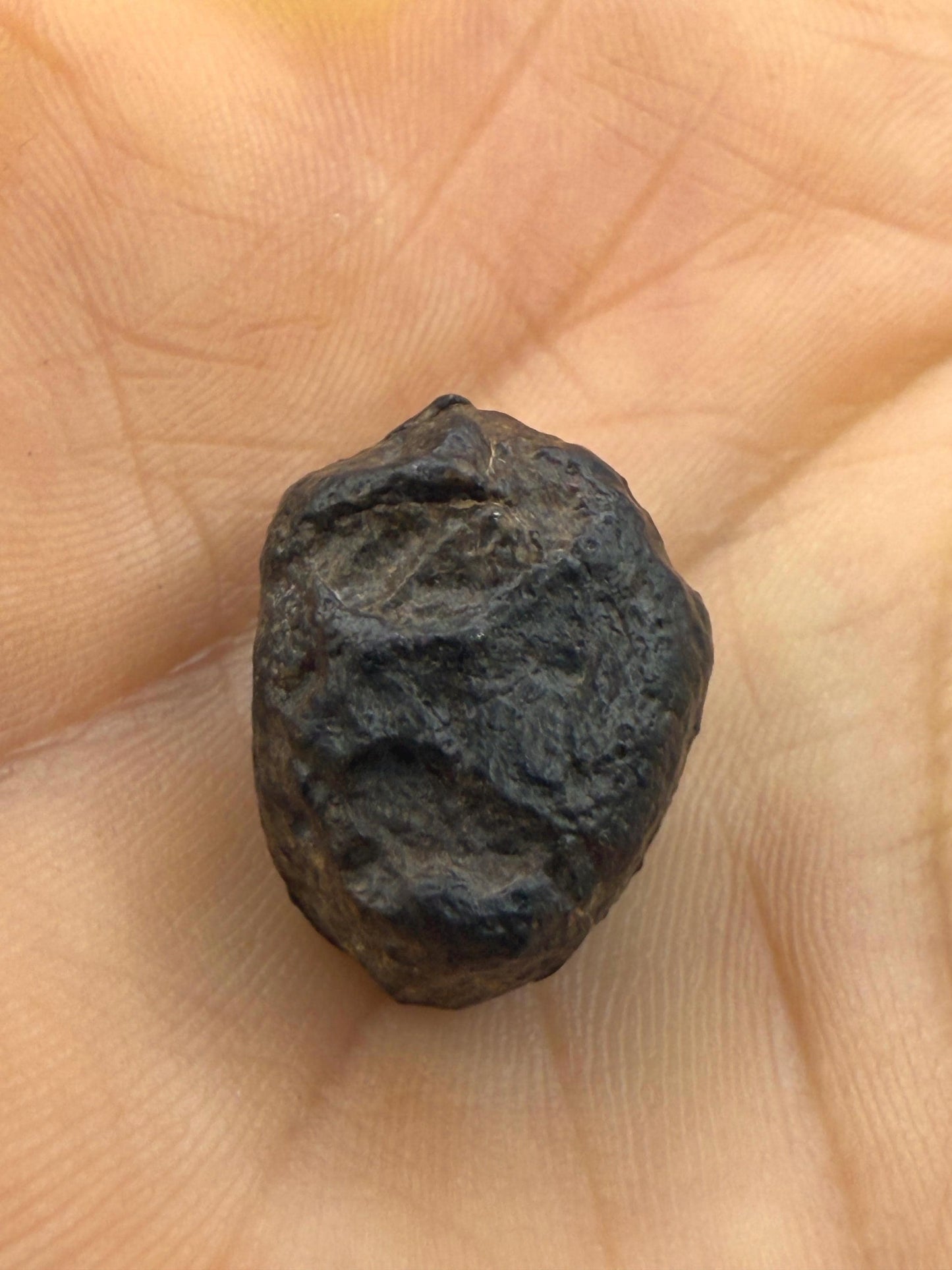 Meteorite NWA 869 Chondrite Stony Meteorite, 4.77 grams, Authentic Meteorite, Authentic Meteorite, COA, Astronomy Gift, Space Gift