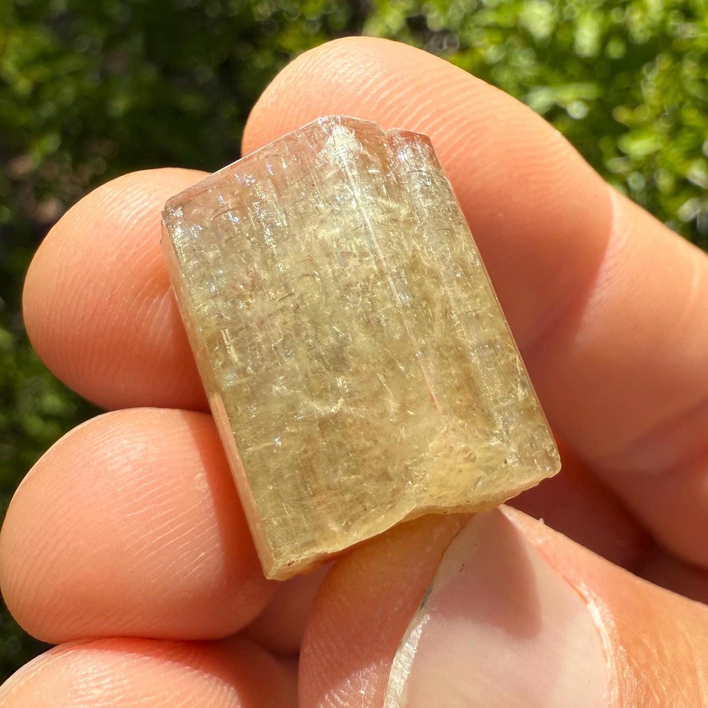 Moroccan Yellow Apatite Crystal: Solar Plexus Stone, Crystal Collection, 10.13 Grams/50.65 Carats