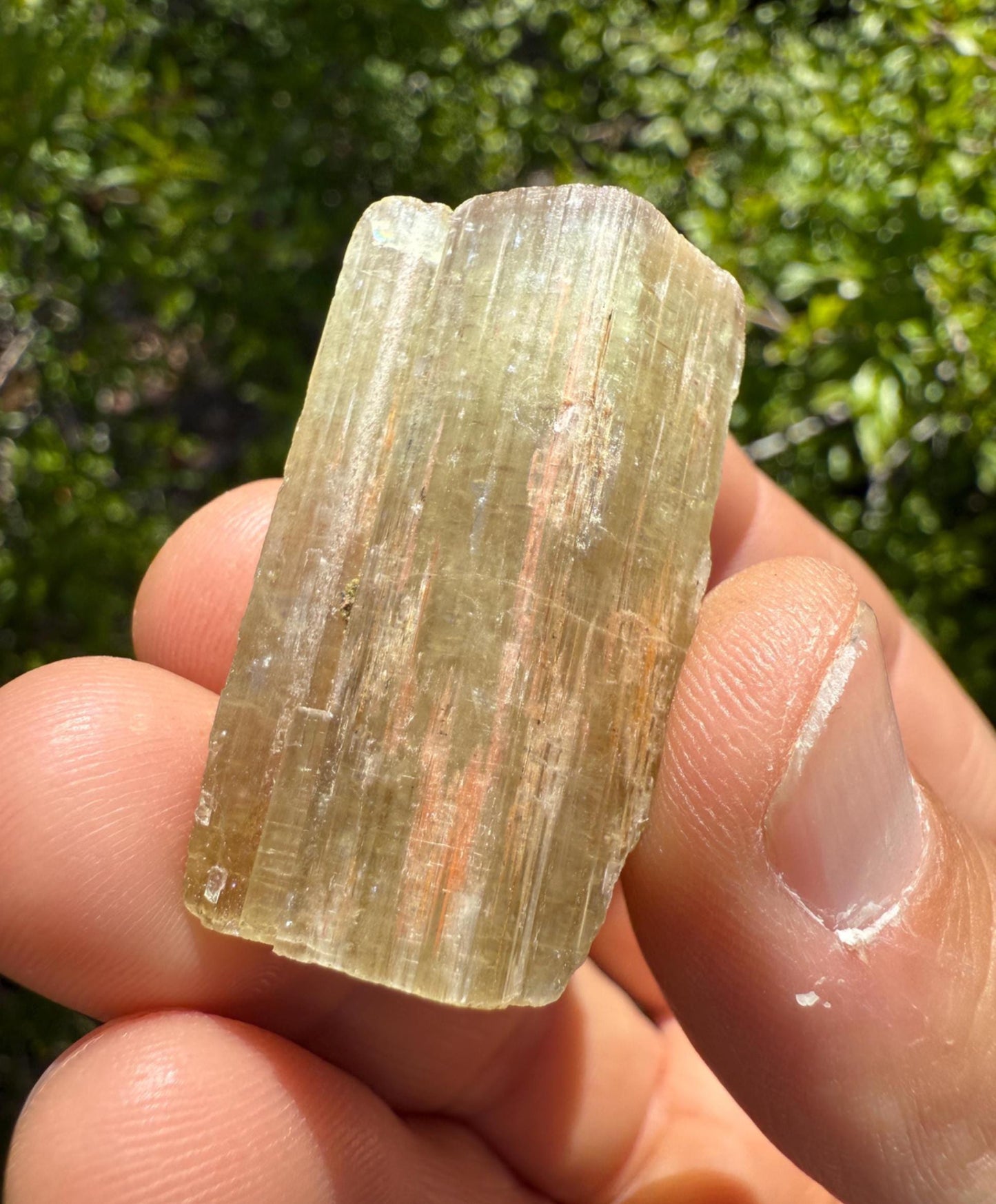 Beautiful Yellow Apatite, Imilchil Morocco, Apatite Crystal, Manifestation, Solar Plexus, Crystal Collection, 25.26 Grams/126.3 Carats