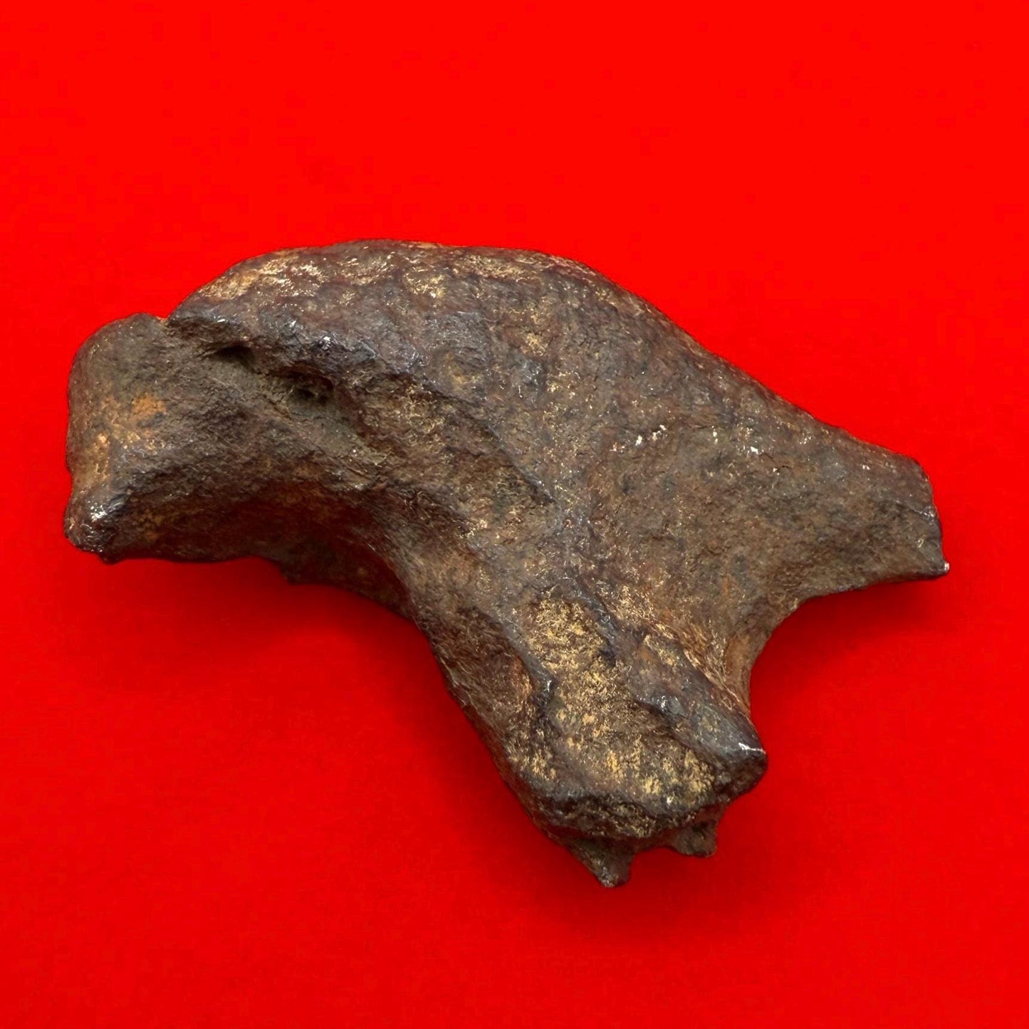 Unique Iron Meteorite Mundrabilla, 44.93 grams, Astronomy Gift, Space Gift, Iron Meteorite, Australia, Meteorite Collection, Space, COA