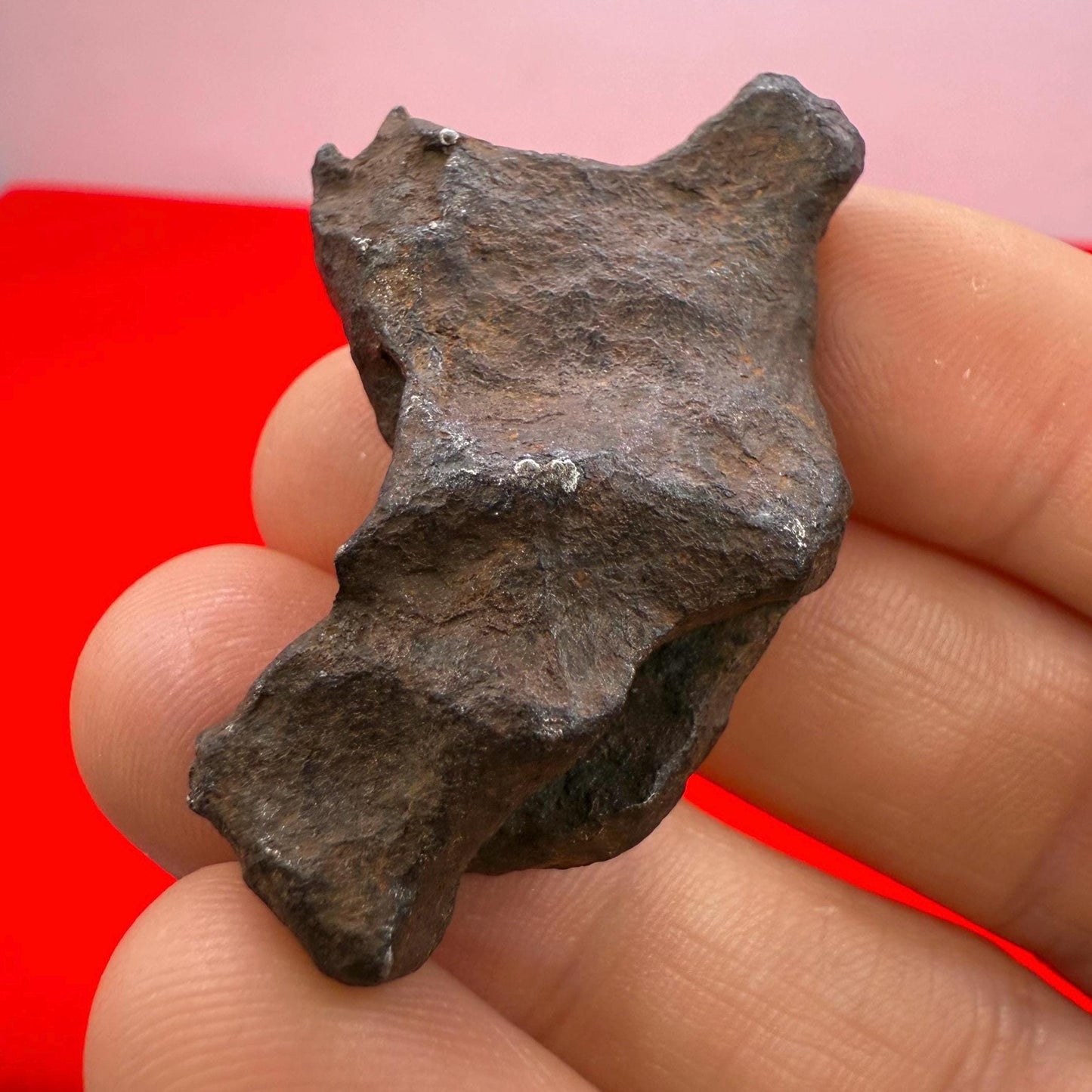 Unique Iron Meteorite Mundrabilla, 44.93 grams, Astronomy Gift, Space Gift, Iron Meteorite, Australia, Meteorite Collection, Space, COA