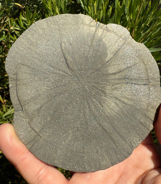 Sparkling Pyrite Sun, Pyrite Dollar, Pyrite, Rock Collection, Sparta Illinois, Radiant Sun, Abundance, Creativity, Energy Work, 199.70 Grams