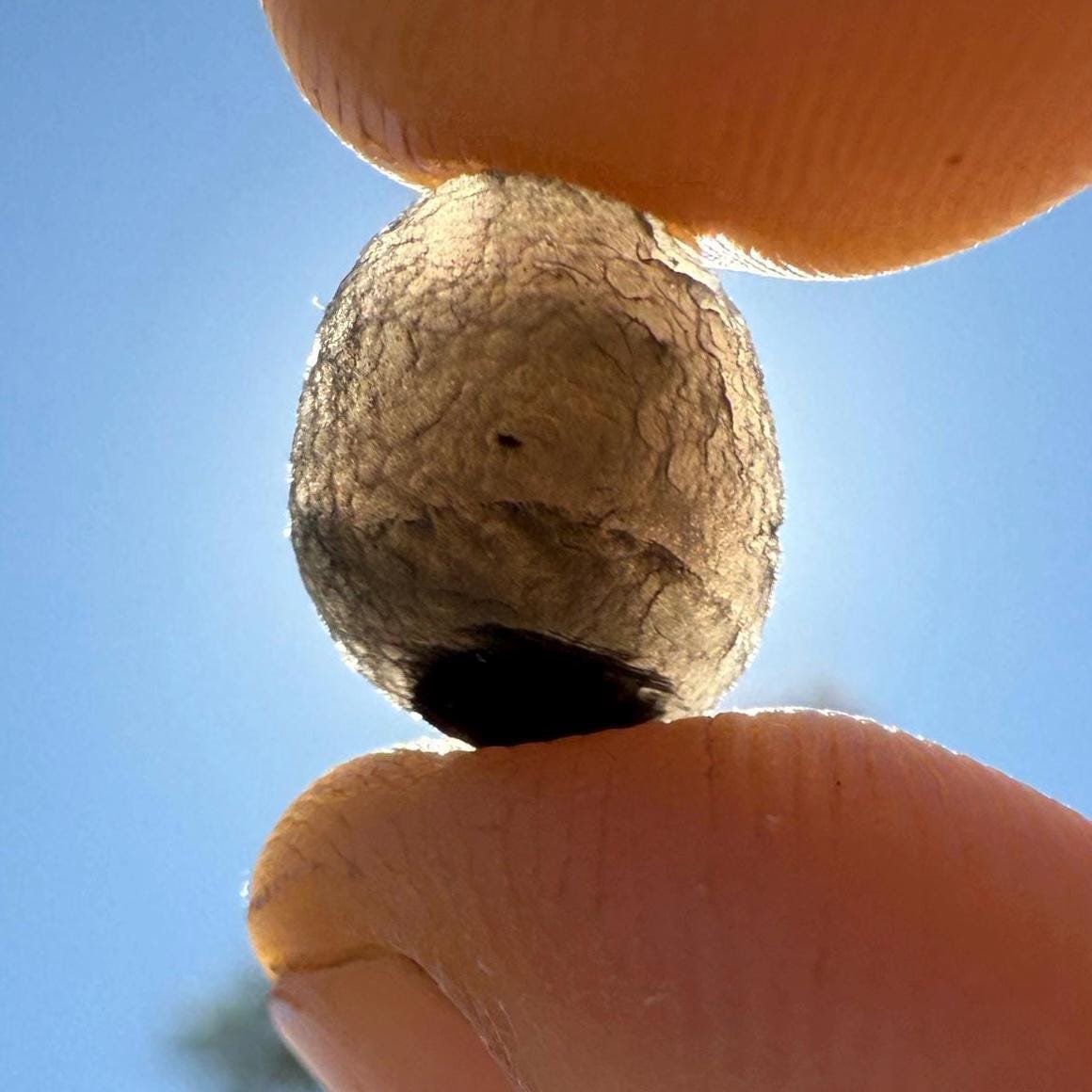 Rare Saffordite Stone: Arizona Cintamani Stone, Paeudo-Tektite, 1.05 grams