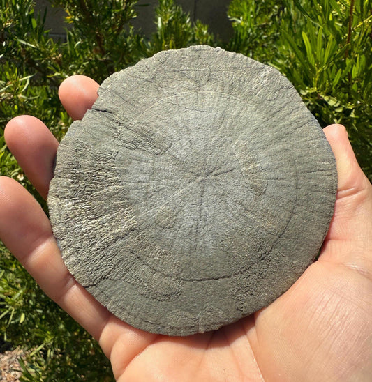 Sparkling Pyrite Sun, Pyrite Dollar, Pyrite, Rock Collection, Sparta Illinois, Radiant Sun, Abundance, Creativity, Energy Work, 160.82 Grams
