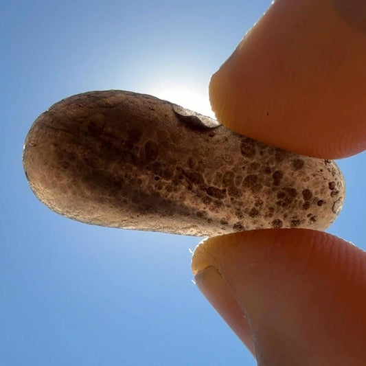 Saffordite Stone, Cintamani, Rare and Beautiful, Shamanic, Arizona, Pseudotektite, Obsidian, Metaphysical, 4.49 grams