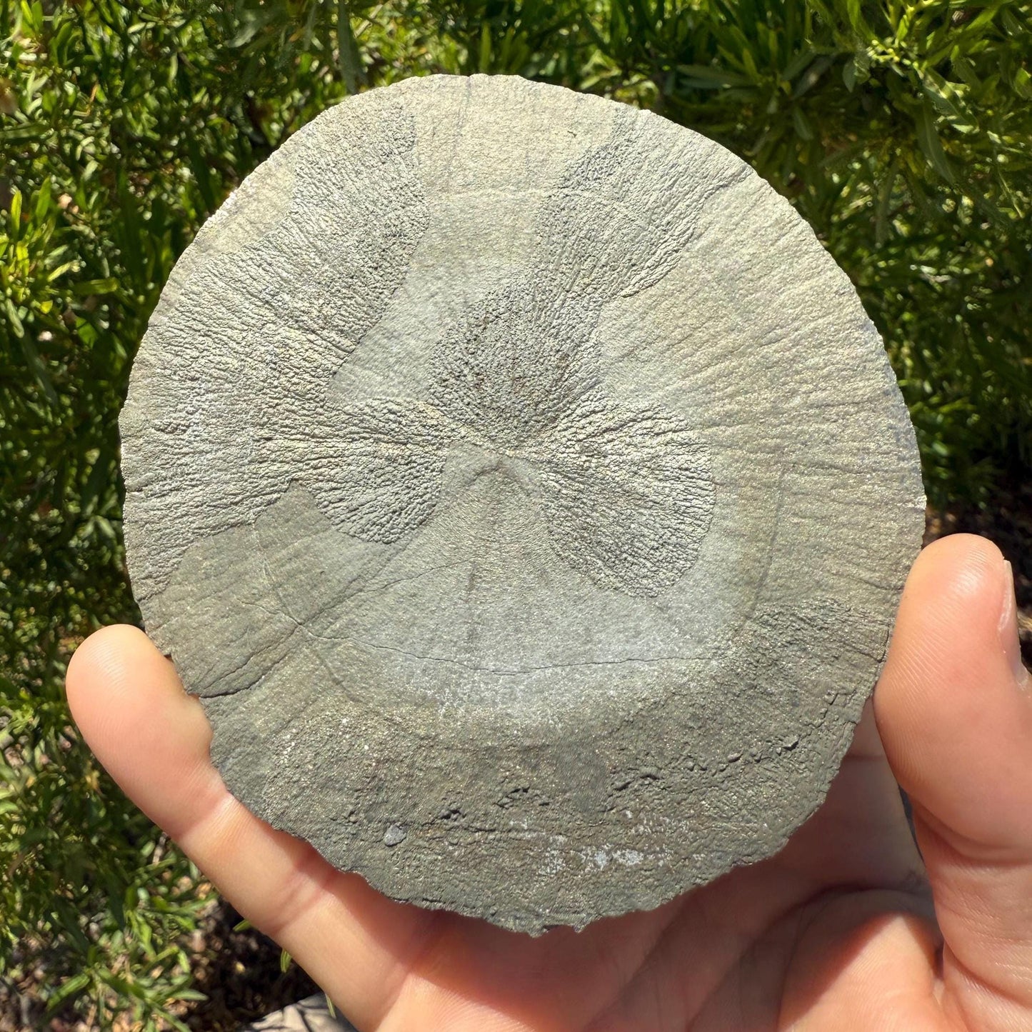 Sparkling Pyrite Sun, Pyrite Dollar, Pyrite, Rock Collection, Sparta Illinois, Radiant Sun, Abundance, Creativity, Energy Work, 160.82 Grams