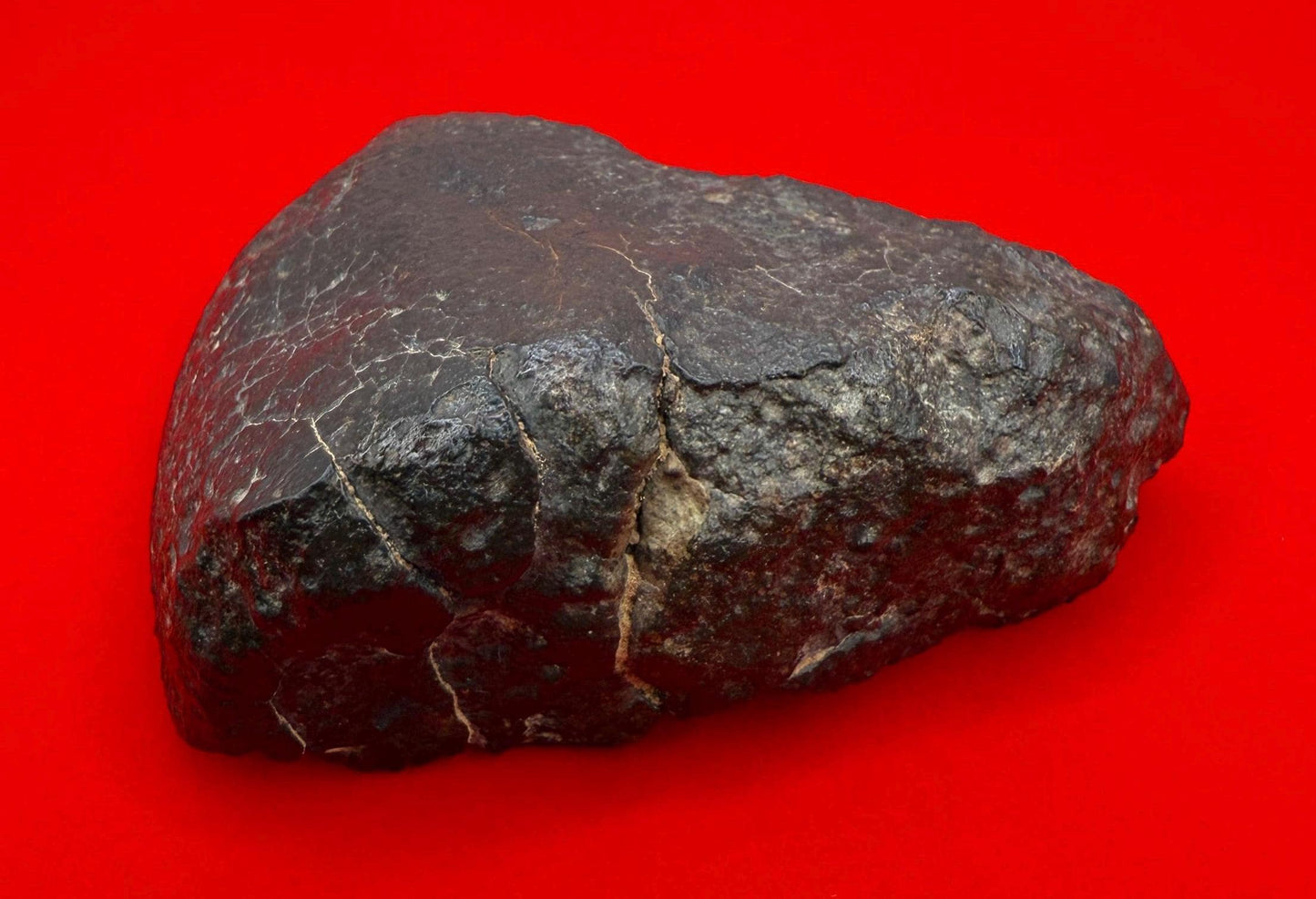 NWA 869 Meteorite 343.29g | Large Oriented Chondrite with Fusion Crust | COA