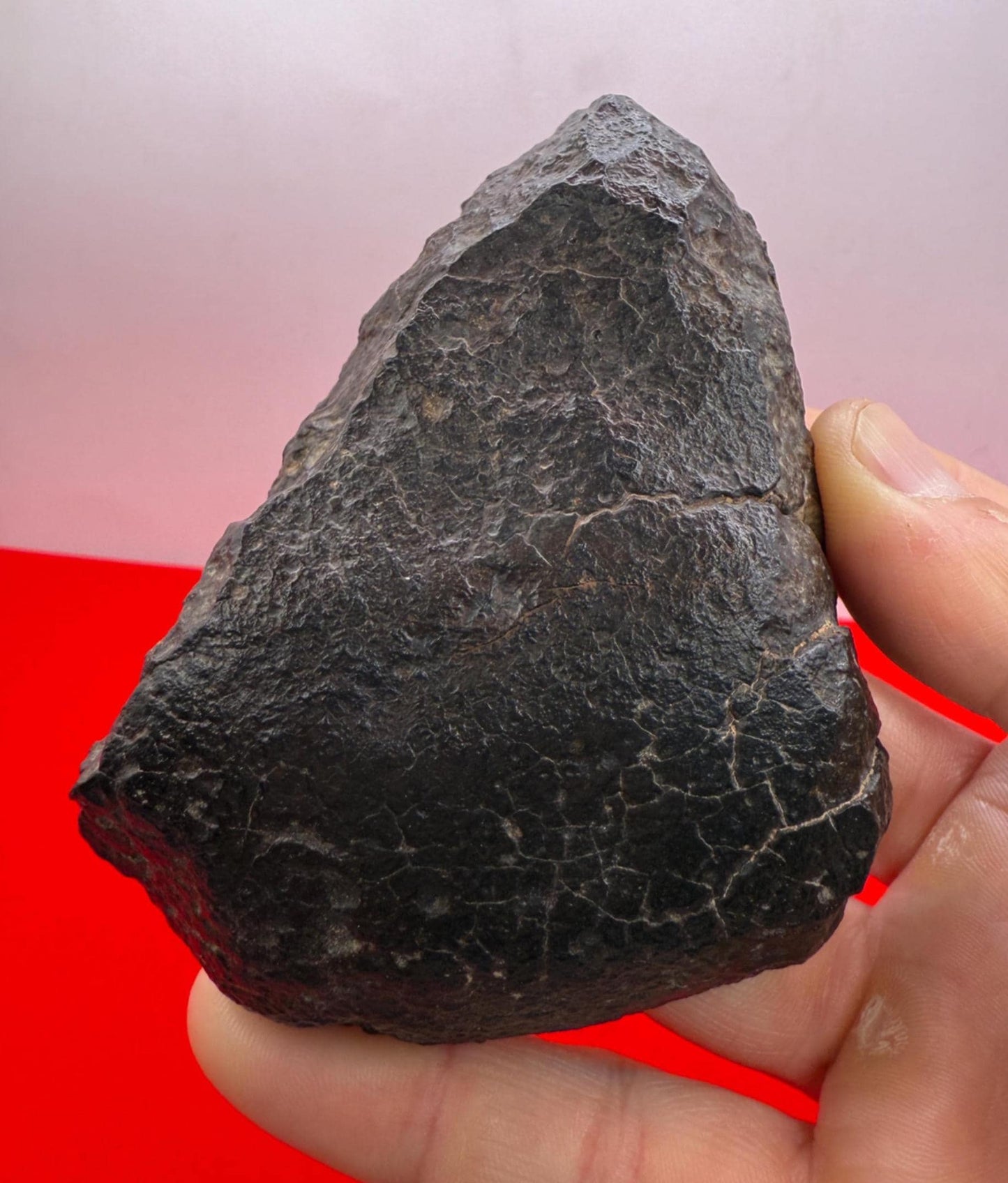 NWA 869 Meteorite 343.29g | Large Oriented Chondrite with Fusion Crust | COA