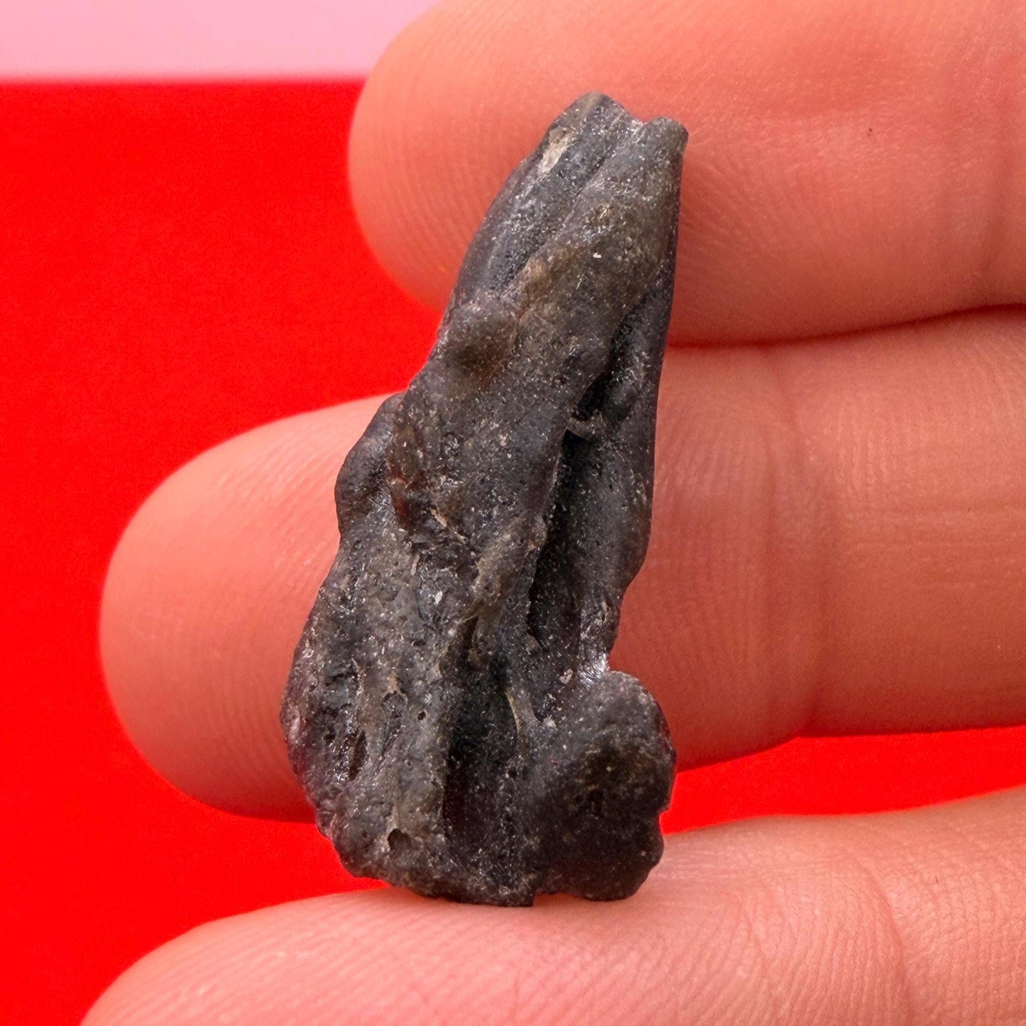 Darwin Glass Tektite: Tasmanian Impactite Talisman, 2.68 grams