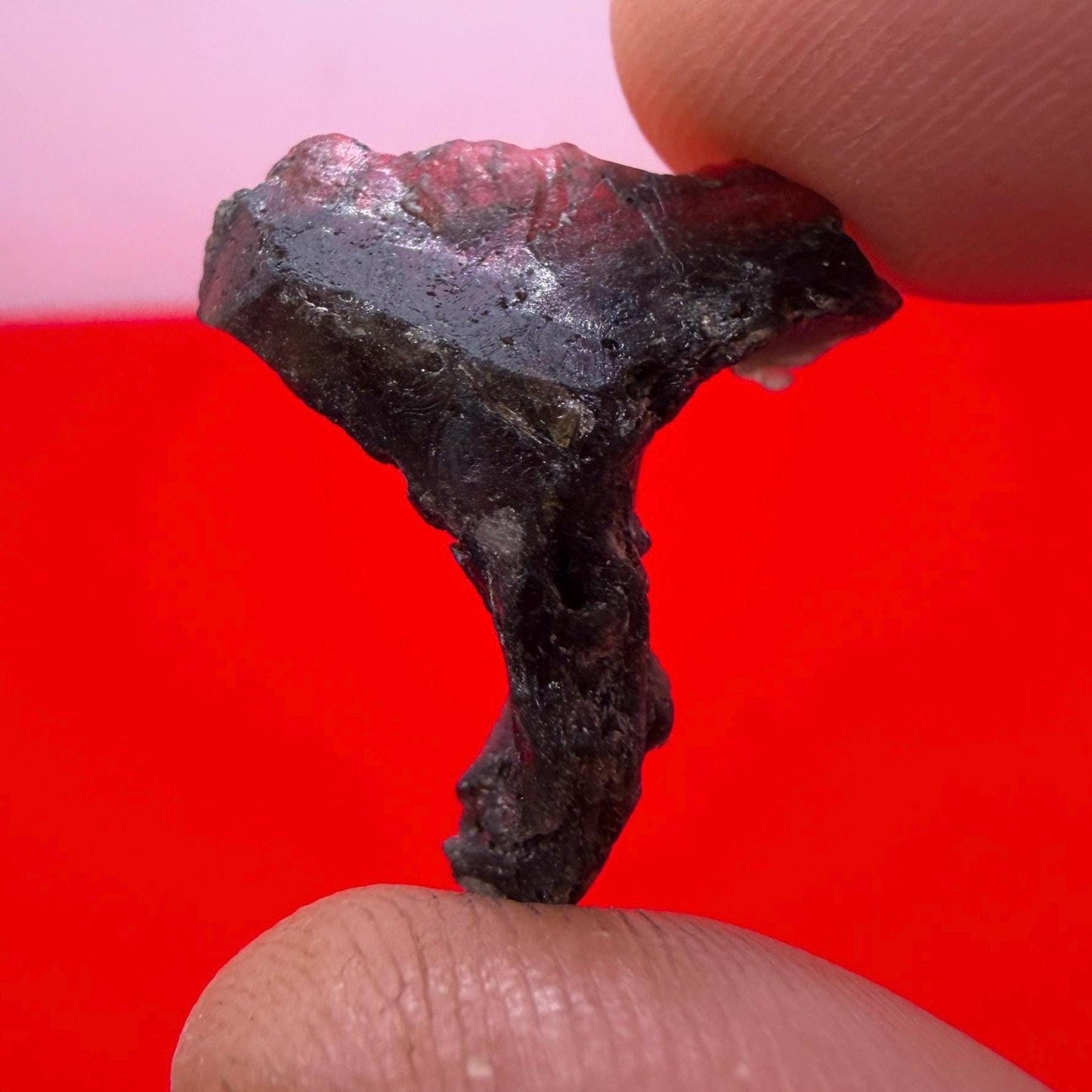 Darwinite Tektite, Rare Impact Glass from Tasmania, Cosmic Energy Stone, 1.98g