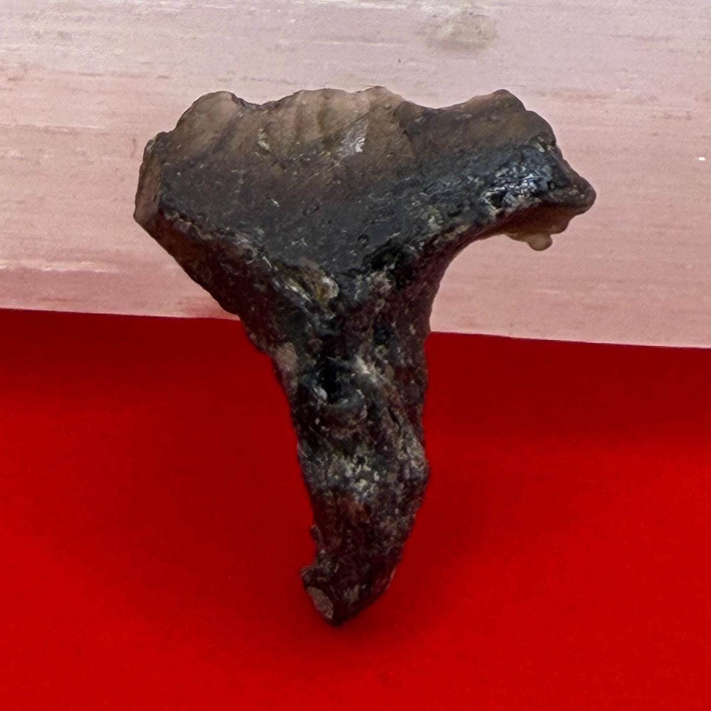 Darwinite Tektite, Rare Impact Glass from Tasmania, Cosmic Energy Stone, 1.98g