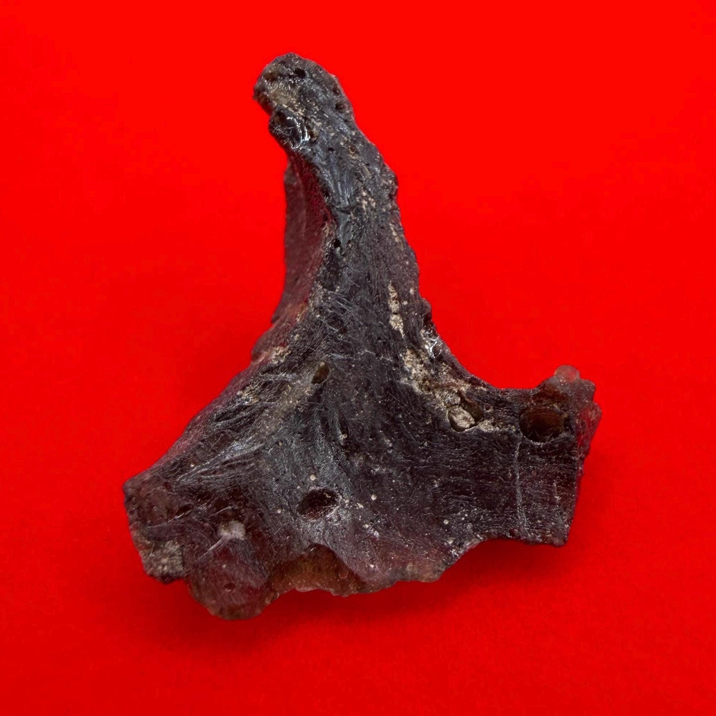 Darwinite Tektite, Rare Impact Glass from Tasmania, Cosmic Energy Stone, 1.98g