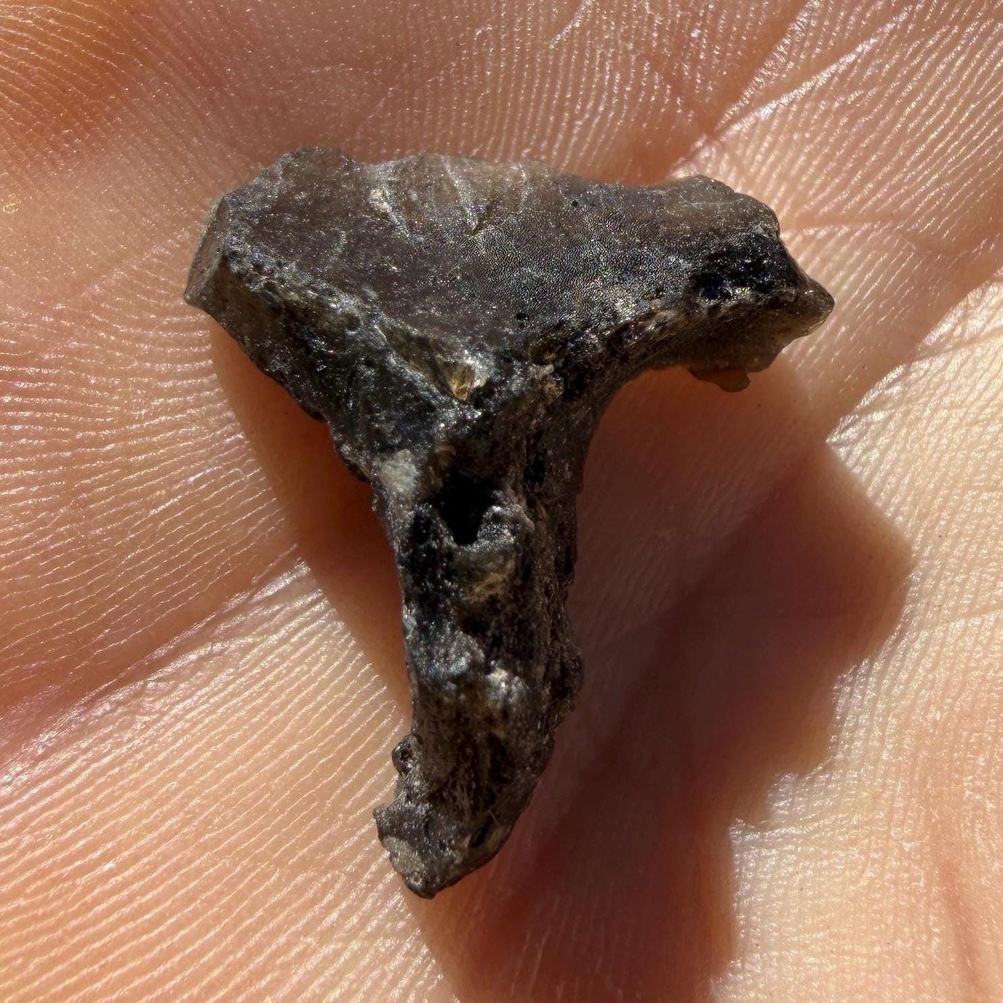 Darwinite Tektite, Rare Impact Glass from Tasmania, Cosmic Energy Stone, 1.98g