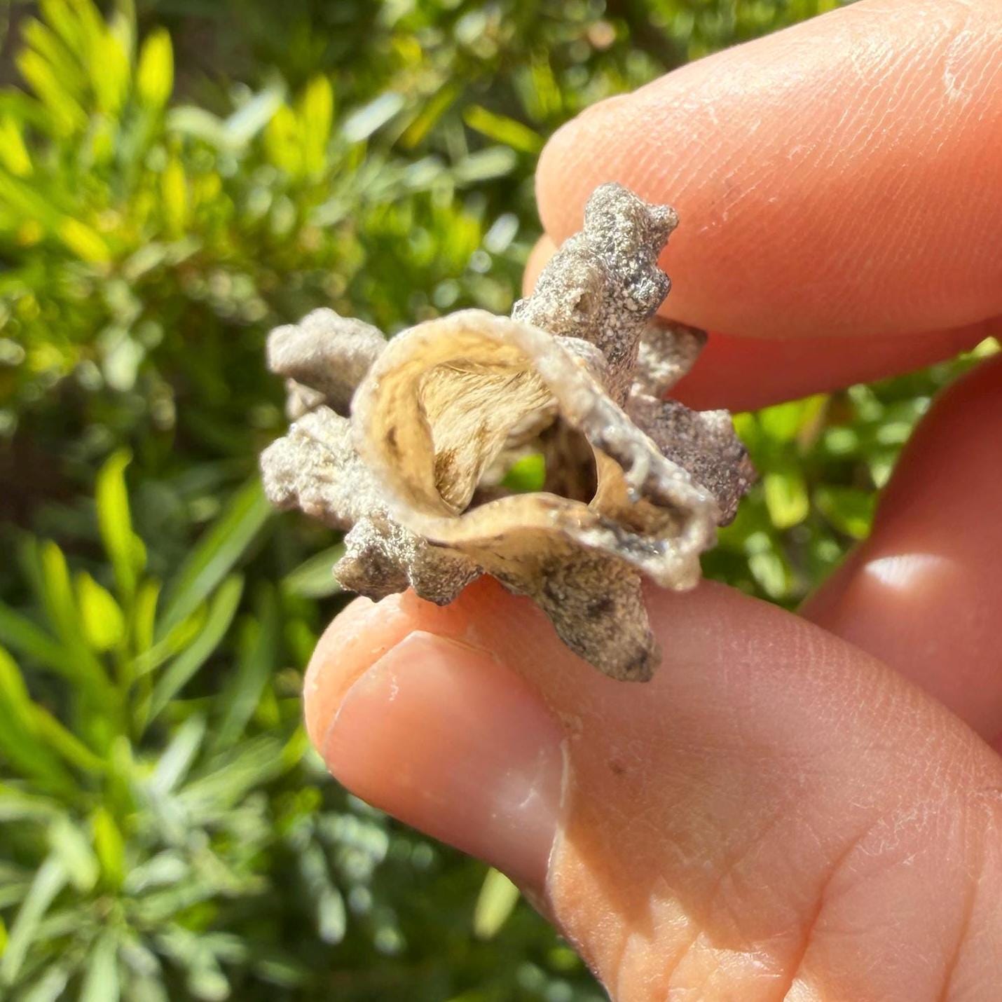 Fulgerite from Egypt, Fossilized Lighting, Sahara Desert, Rock Collection, Energy Work, Reiki, Manifestation, Science Gift, 4.87 grams