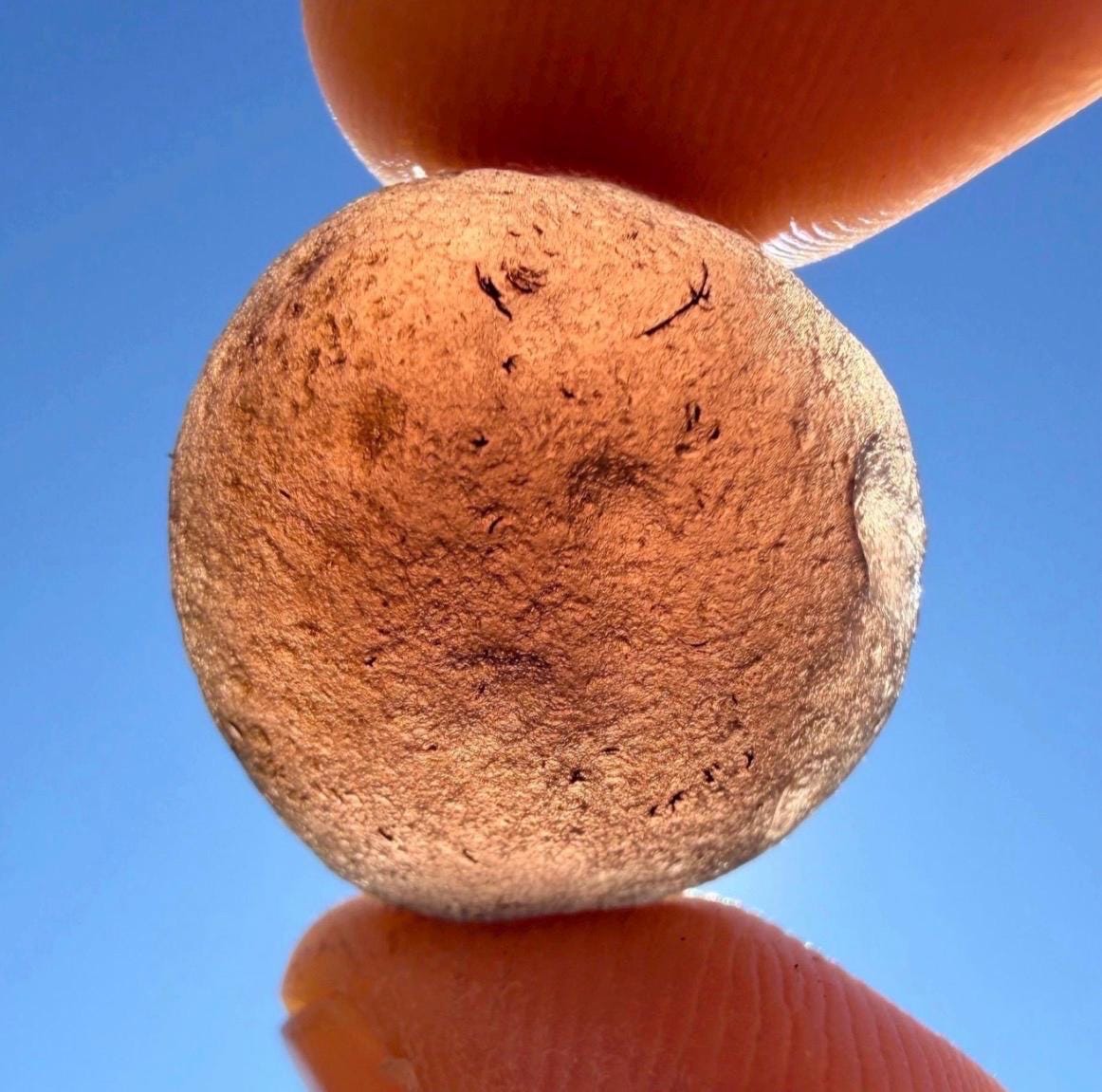 Saffordite Stone: Rare Cintamani, Arizona Tektite - 5.80 Grams