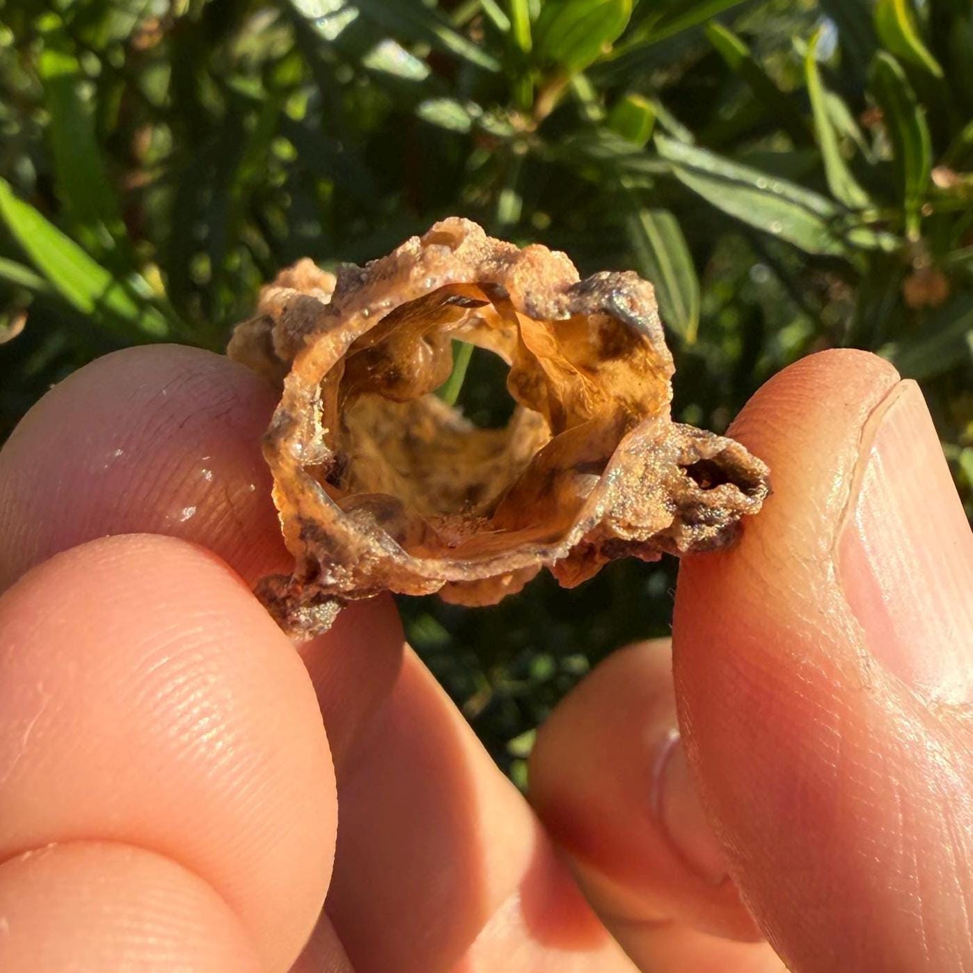 Sahara Desert Fulgurite: Fossilized Lightning Rock, Energy Work, 4.82 grams