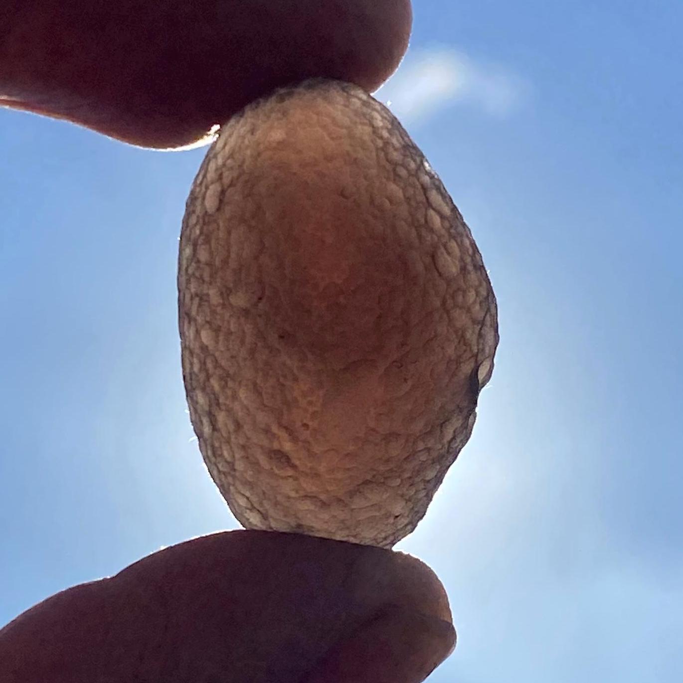 Saffordite Stone: Rare Cintamani, Arizona Tektite - 5.98 Grams